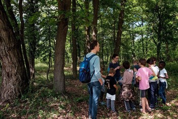 Attività nel bosco