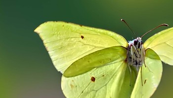 Locandina della mostra "Effetto farfalla"